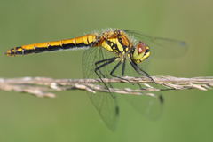 Sympetrum danae